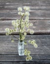 Canadian Fleabane or Conyza canadensis flowers in glass perfume bottle on wooden table.