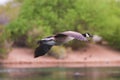 Canadian Flying Goose Royalty Free Stock Photo