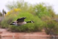 Canadian Flying Goose Royalty Free Stock Photo