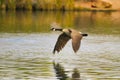 Canadian Flying Goose Royalty Free Stock Photo