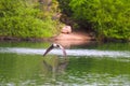 Canadian Flying Goose Royalty Free Stock Photo