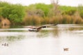 Canadian Flying Goose Royalty Free Stock Photo