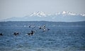 Canadian gees flock at Richmond Beach Saltwater