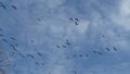 Canadian Geese flying above Royalty Free Stock Photo