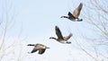 Canadian Geese Royalty Free Stock Photo