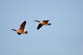 Canadian geese Royalty Free Stock Photo