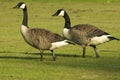 Canadian Geese