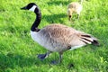 Canadian Geese Royalty Free Stock Photo