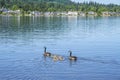 Canadian geese with a baby ducklings Royalty Free Stock Photo