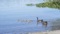 Canadian geese with a baby ducklings Royalty Free Stock Photo