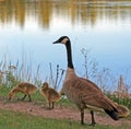 Canadian Geese with baby goslings next to Sylvan Lake in Custer State Park in the Black Hills of South Dakota Royalty Free Stock Photo