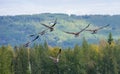 Canadian Geese, Bird Photography, Outdoor Wildlife, Nature