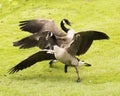 Canadian Geese Stock Photos. Canadian Goose spread wings close-up profile view.