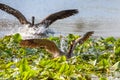 Canadian geese, Branta canadensis, make a splash landing in lily pads at a wetlands near Culver, Indiana