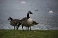 Canada Geese at Broadwood Loch, Cumbernauld Royalty Free Stock Photo