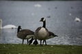 Canada Geese at Broadwood Loch, Cumbernauld Royalty Free Stock Photo