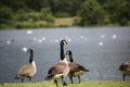 Canada Geese at Broadwood Loch, Cumbernauld Scotland Royalty Free Stock Photo