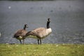 Canada Geese at Broadwood Loch, Cumbernauld Scotland Royalty Free Stock Photo