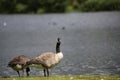 Canada Geese at Broadwood Loch, Cumbernauld Scotland Royalty Free Stock Photo