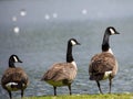 Canada Geese at Broadwood Loch, Cumbernauld Scotland Royalty Free Stock Photo