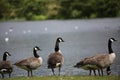 Canada Geese at Broadwood Loch, Cumbernauld Scotland Royalty Free Stock Photo