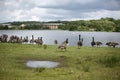 Beautiful Canada Geese at Broadwood Loch, Cumbernauld Scotland Royalty Free Stock Photo