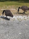 Canadian geese at Deering Oaks Park Royalty Free Stock Photo