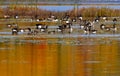 Canadian Geese Ducks Autumn Pond Royalty Free Stock Photo