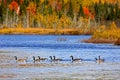 Eight Canadian Geese Autumn Colors Pond Royalty Free Stock Photo