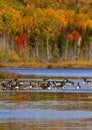 Geese Ducks Autumn Trees Lake Royalty Free Stock Photo