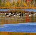 Lake Geese Ducks Autumn Colors Royalty Free Stock Photo