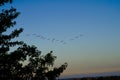 Canadian geese on a early morning flight Royalty Free Stock Photo