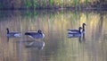 Canadian geese family on autumn pond