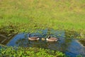 Canadian geese family with baby ducklings swimming in a stream Royalty Free Stock Photo