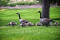 Canadian geese family, parents with goslings at the lake shore at Shoshone waterfall Twin Falls Idaho