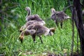 Canadian geese family, parents with goslings at the lake shore at Shoshone waterfall Twin Falls Idaho