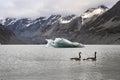 Canadian geese family swimming in Hooker Lake. Mount Cook, aoraki Nartional Park, New Zealand Royalty Free Stock Photo