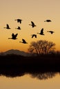 Canadian Geese in Flight Royalty Free Stock Photo