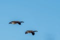 Canadian Geese in Flight against blue sky Royalty Free Stock Photo