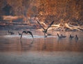 Canadian Geese in flight Royalty Free Stock Photo
