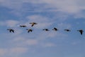 Canadian Geese in Flight Migrating Blue Skies Royalty Free Stock Photo