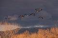 Canadian geese fly at Sunset Royalty Free Stock Photo
