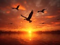 Canadian Geese Fly at Sunset