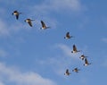 Canadian Geese Flying