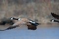 Canadian Geese flying Royalty Free Stock Photo