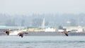 Canadian Geese Flying Across the Water Royalty Free Stock Photo