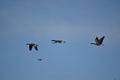 Multiple Canadian Geese Flying in Formation Royalty Free Stock Photo