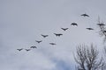 Multiple Canadian Geese Flying in Formation Royalty Free Stock Photo