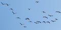 Canadian geese flying and forming a formation Royalty Free Stock Photo