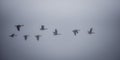 Canadian Geese flying in heavy fog. Royalty Free Stock Photo